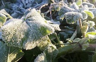 Aydın’da zirai don bekleniyor