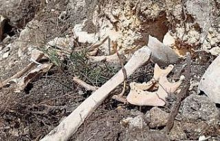 Azerbaycan’ın Ferruh köyünde yeni insan iskeletleri...