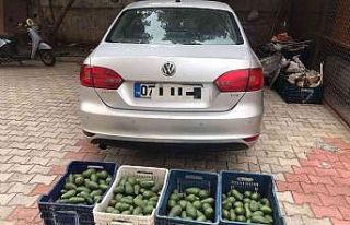 Bahçeden 4 kasa avokado çalan hırsızlık şüphelisi...