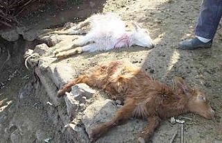 Balıkesir’de sahipsiz köpekler keçileri parçaladı