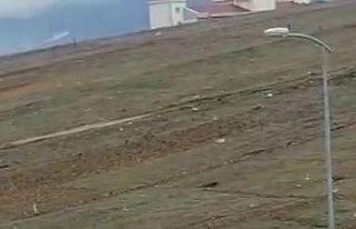 Başıboş köpekler öğrencilerin korkusu oldu