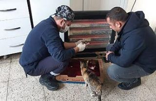 Belediye ekiplerinden yavru kedilere şefkat eli