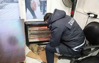 Belediye ekiplerinin sahip çıktığı kedi kurtarılamadı