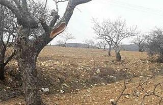 Besni’de kimliği belirsiz şahıslar fıstık ağaçlarına...