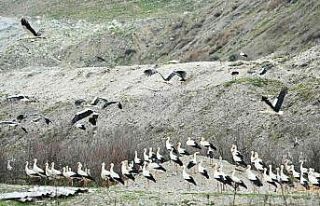 Bigadiç’te leylekler için "Göç Yolu Acil...