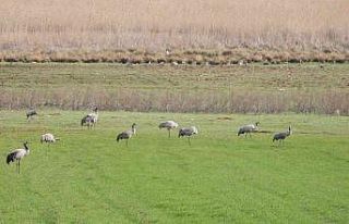 Binlerce göçmen kuş Gölbaşı’nda konakladı
