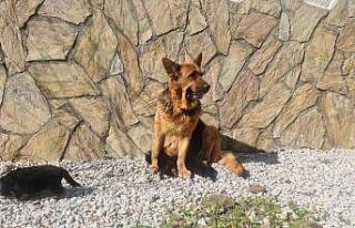 Bir ilke imza attı, yavrularını yiyen K-9 köpeği...