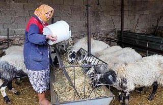 Buca Belediyesinden çiftçiye arpa desteği