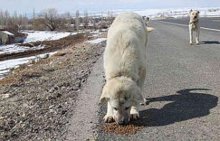 Bünyan Belediyesi ekipleri yaban hayvanları için...