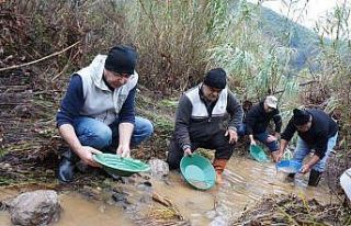 Buz gibi suda altın avı