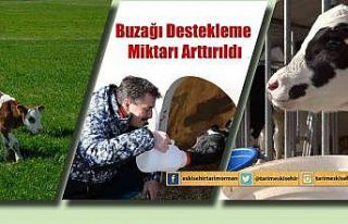 Buzağı destekleme miktarı arttırıldı