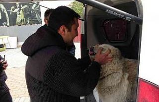Çalınan köpeğine 2 hafta sonra kavuştu