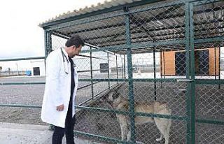Can dostlara şifa dağıtıyorlar