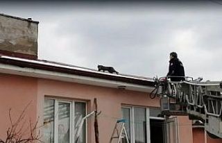 Çatıda mahsur kalan kedi itfaiye ekiplerince kurtardı