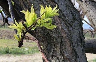 Cemre toprağa düştü erik ağaçları yapraklandı