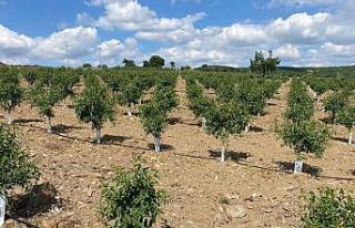 Ceviz ve badem bahçesi yatırımlarına devlet desteği