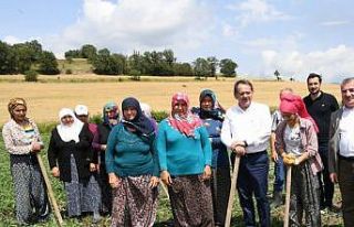 Çiftçilere 129 bin fidan 172 bin tohum desteği...