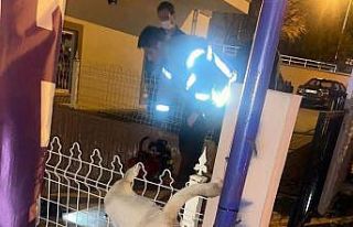 Demir parmaklıklara takılan köpeği itfaiye ekipleri...