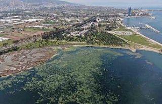 Deniz marulu İzmir’de yeniden görüldü