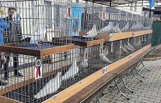 Denizli’nin en güzel güvercinleri yarışmayla...