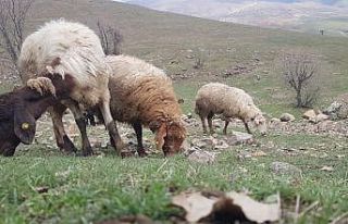 Derecik’te koyunlar meralara çıkmaya başladı