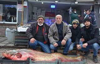 Dev yayın balığı görenleri hayrete düşürdü