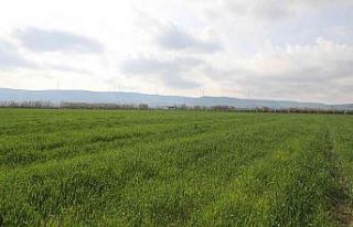 Didim’de buğdaylar yeşermeye başladı