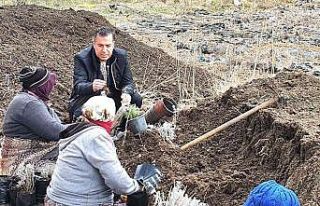 Dinar’da lavanta fidan dikimi başladı