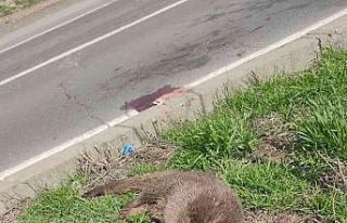Diyarbakır’da su samuru yol kenarında ölü bulundu