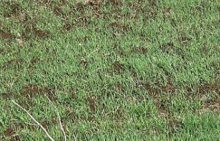 Diyarbakır’da yağışlar yüzde 42 arttı, kuraklık...