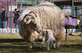 Doğal Yaşam Parkı’nın minik keçileri ilgi odağı...