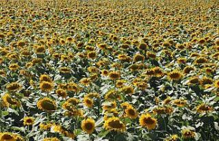 Domaniç, yağlık ayçiçeği ekiminde destekleme...