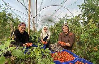 Dünya Emekçi Kadınlar Günü’nü serada domates...