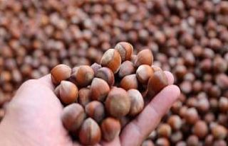 Düzce’den şubat ayında 2 bin tondan fazla fındık...