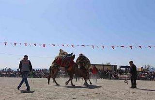 Efeler Deve Güreşi Festivali’ne yoğun ilgi