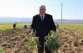 Efeler’de şevketi bostanların ilk hasadını Başkan...