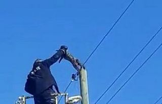 Elektrik direğinde mahsur kalan kedi kurtarıldı