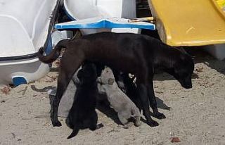 Erdek Kaymakamı Aksoy köpek katliamına duyarsız...