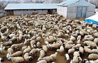 Erzincan’da küçükbaş hayvan varlığı yarım...