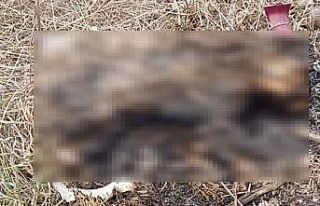 Eskişehir’de yanmış kedi cesedi bulundu