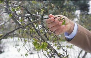 FİSKOBİRLİK Başkanı Bayraktar fındıkta zirai...