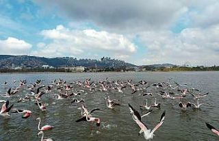 Flamingoların görsel şöleni
