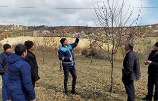 Gediz Üzümlü köyünde budama teknikleri eğitimi