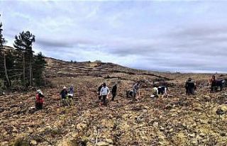 Gediz’de 142 bin 770 adet kızılçam fidanının...