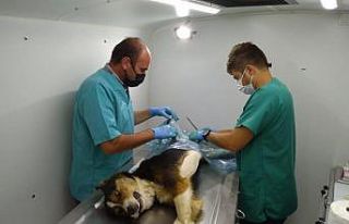 Genel Sekreter Koyak: “ Köylerde 1 yılda 949 hayvanın...