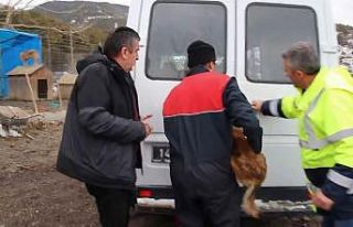 Gerede’de barınakta kötü şartlardaki köpekler...