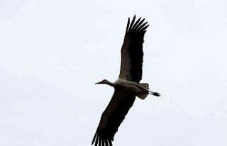 Gökova’nın müdavimleri Leylekler geldi