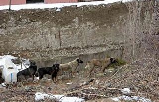 Gümüşhane’de başıboş sokak köpekleri çocukların...
