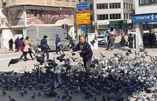 Güvercinlerin arasında yapılan besleme görenleri...