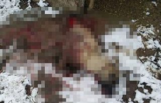 Hakkari’de şehir merkezine inen aç kurtlar köpeği...